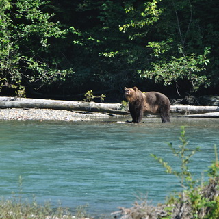 Bute Inlet - Brown bear